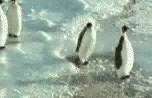 la dance des pinguinnn